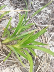 Dianella congesta