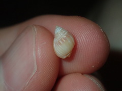 Nassarius jonasii