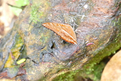 Charaxes cynthia