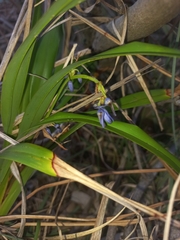 Dianella congesta