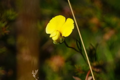 Gompholobium polymorphum