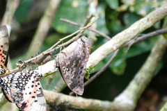 Charaxes cedreatis