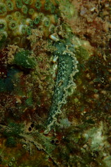 Thuridilla carlsoni