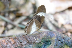 Hypolimnas monteironis