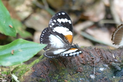 Charaxes trajanus