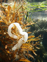 Pleurobranchaea maculata