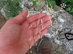 Chasmanthium latifolium