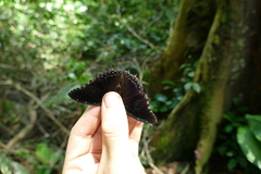 Charaxes cedreatis