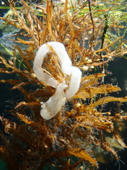 Pleurobranchaea maculata