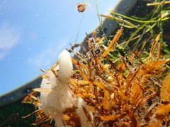 Pleurobranchaea maculata