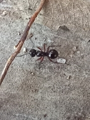 Polyrhachis rastellata