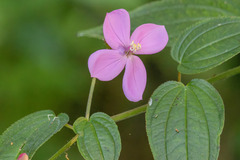 Arthrostemma ciliatum