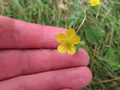 Ranunculus sardous
