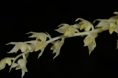 Bulbophyllum apodum