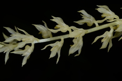 Bulbophyllum apodum