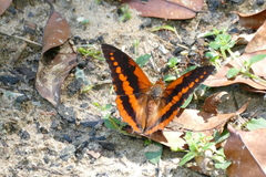 Charaxes cynthia