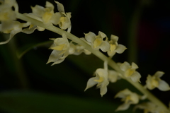Bulbophyllum apodum
