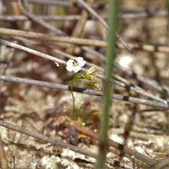 Drosera patens