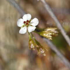 Drosera patens