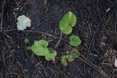 Ozomelis stauropetala
