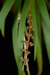 Oberonia microphylla