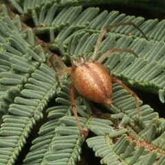 Cheiracanthium gracile