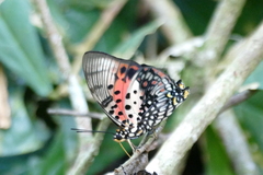Charaxes zingha