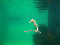 Hippocampus breviceps