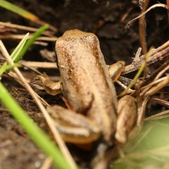 Litoria ewingii
