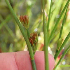Juncus bufonius