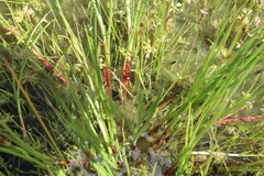 Juncus bufonius