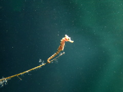 Hippocampus breviceps