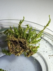 Herzogiella seligeri