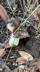 Russula xerampelina