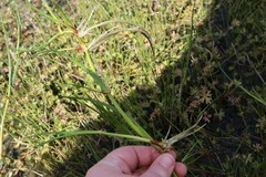 Juncus bufonius