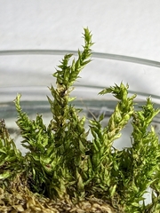 Herzogiella seligeri