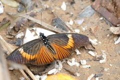 Pseudacraea kuenowii