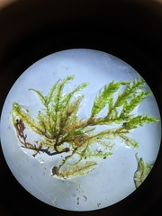 Herzogiella seligeri