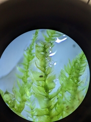 Herzogiella seligeri