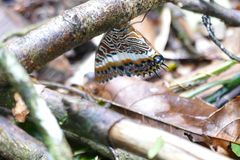 Charaxes brutus
