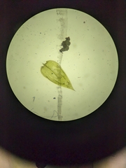 Herzogiella seligeri