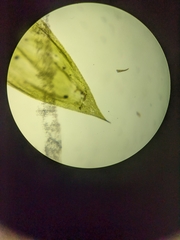 Herzogiella seligeri