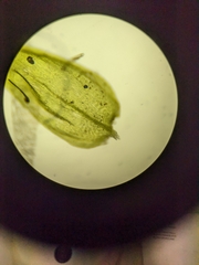 Herzogiella seligeri