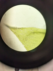 Herzogiella seligeri