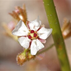 Drosera patens