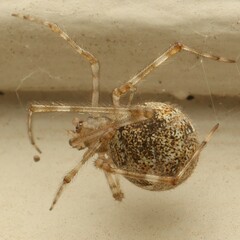 Cryptachaea gigantipes