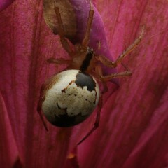Neoscona theisi