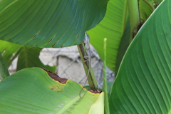 Anolis quercorum