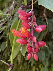 Thunbergia coccinea