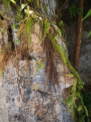 Adiantum malesianum